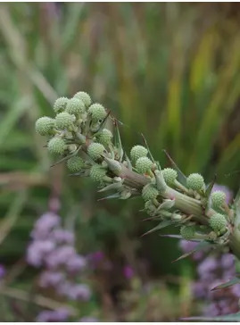 Eryngium horridum