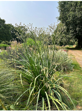 Eryngium pandanifolium 'Physic Purple'