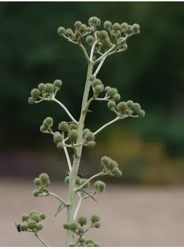 Eryngium paniculatum