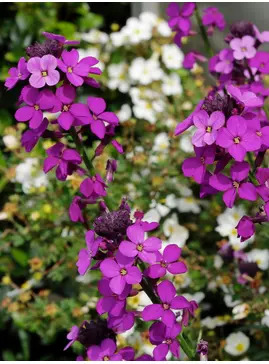 Erysimum 'Bowles's Mauve'