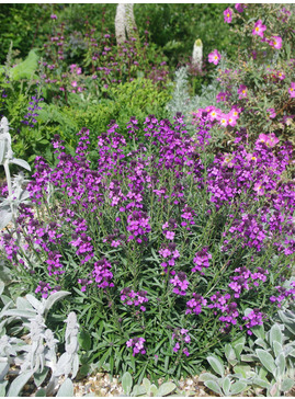 Erysimum 'Bowles's Mauve'