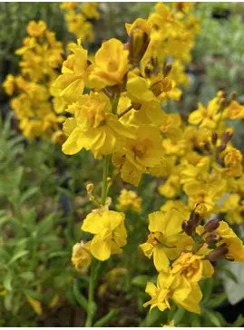 Erysimum cheiri 'Harpur Crewe' 