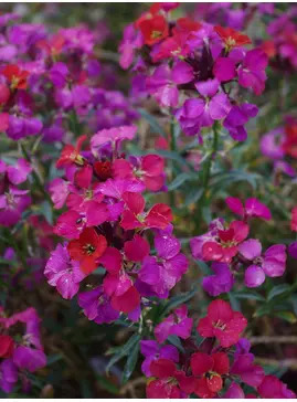 Erysimum 'Jacob's Jacket'