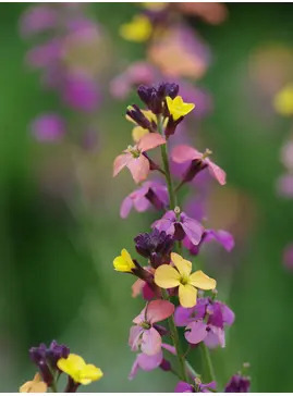 Erysimum mutabile