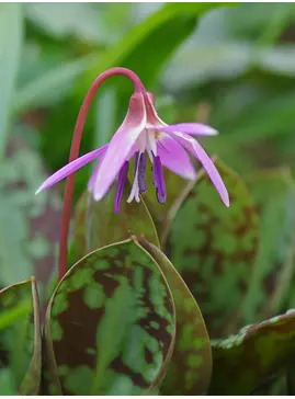 Erythronium dens-canis