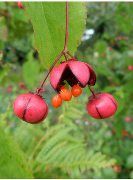 Euonymus oxyphyllus