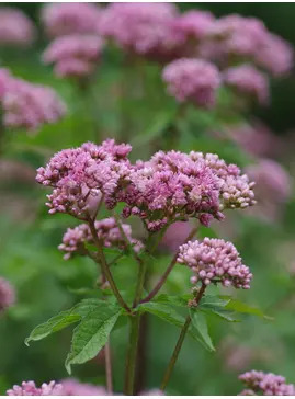 Eupatorium cannabinum f. cannabinum 'Flore Pleno'