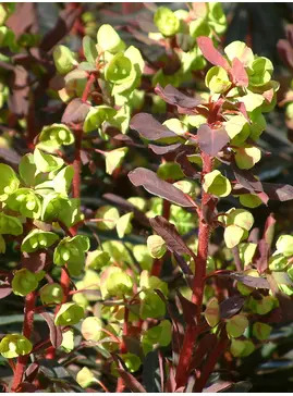 Euphorbia amygdaloides 'Purpurea'