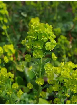 Euphorbia amygdaloides var. robbiae