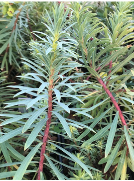 Euphorbia 'Copton Ash' 