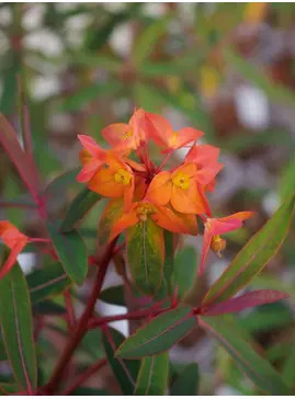 Euphorbia griffithii 'Dixter'