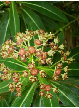 Euphorbia mellifera