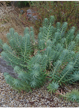 Euphorbia rigida