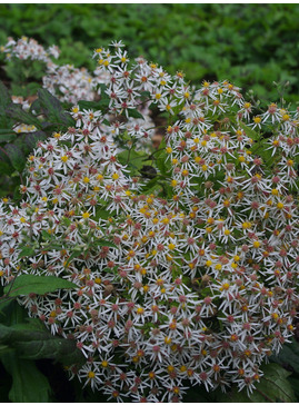 Eurybia divaricata
