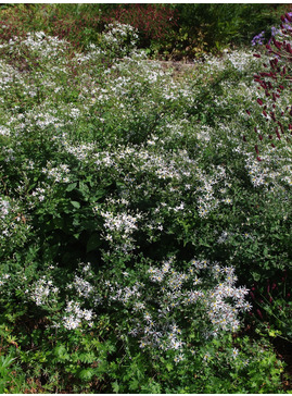 Eurybia divaricata - bridge form