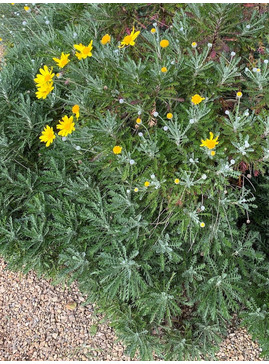 Euryops pectinatus