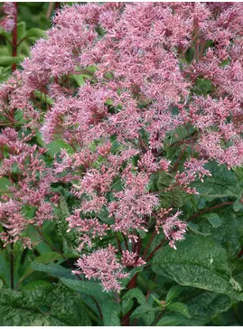Eutrochium maculatum Atropurpureum Group