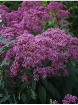 Eutrochium maculatum (Atropurpureum Group) 'Riesenschirm'