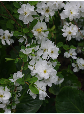 Exochorda x macrantha 'The Bride'