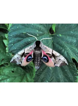 Marvellous Moth Morning