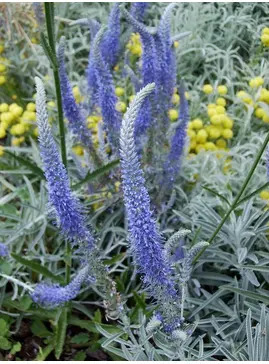Veronica spicata subsp. incana
