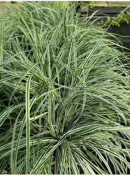 Carex oshimensis (Everest) ('Fiwhite')