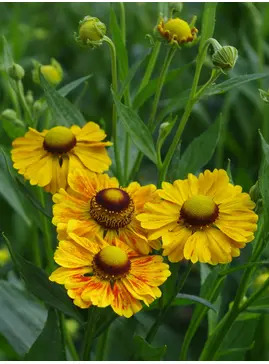 Helenium 'Zimbelstern'