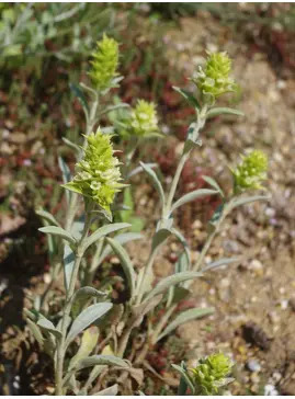 Sideritis scardica