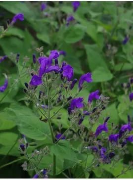 Strobilanthes atropurpurea