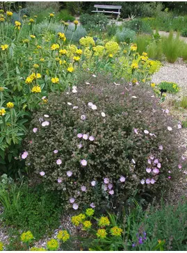 Cistus x skanbergii