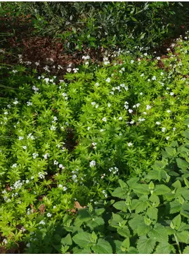 Galium odoratum