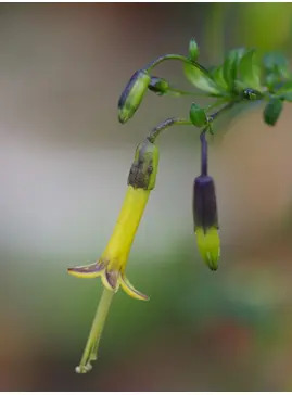 Vestia foetida