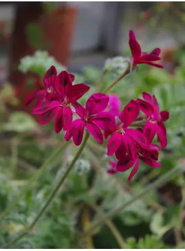 Pelargonium x schottii 