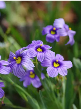 Sisyrinchium 'Californian Skies'