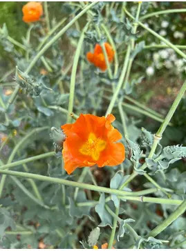 Glaucium flavum var. aurantiacum