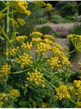 Ferula tingitana 'Cedric Morris'