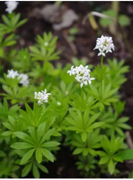 Galium odoratum
