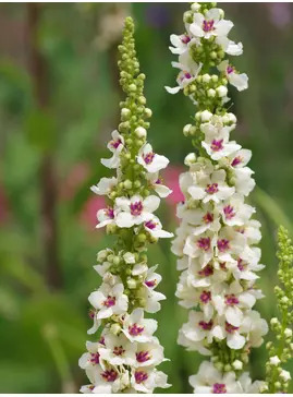 Verbascum chaixii 'Album'