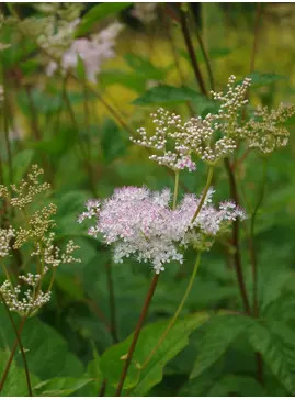 Filipendula palmata