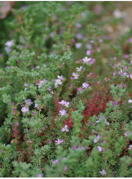 Frankenia thymifolia
