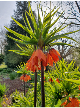 Fritillaria imperialis 'Orange Beauty'