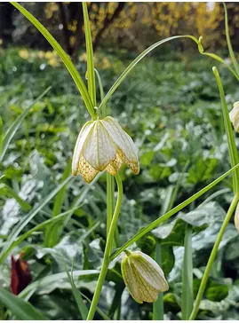 Fritillaria thunbergii