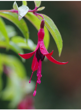 Fuchsia 'Dying Embers'