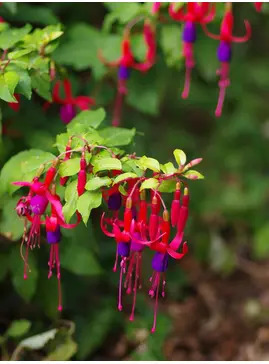 Fuchsia 'Genii'