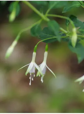 Fuchsia 'Hawkshead'