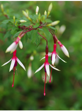 Fuchsia magellanica 'Logan Woods'