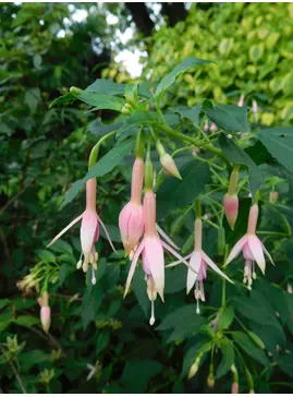 Fuchsia 'Whiteknights Pearl'