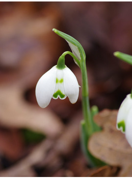 Galanthus 'Ailwyn'