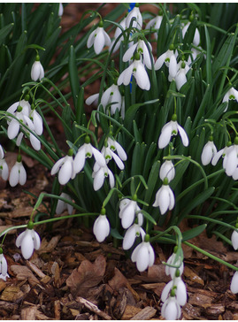 Galanthus 'Benton Magnet'