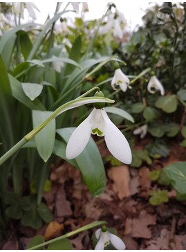 Galanthus 'Brigadier Mathias' 